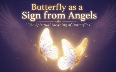Butterfly as a Sign from Angels